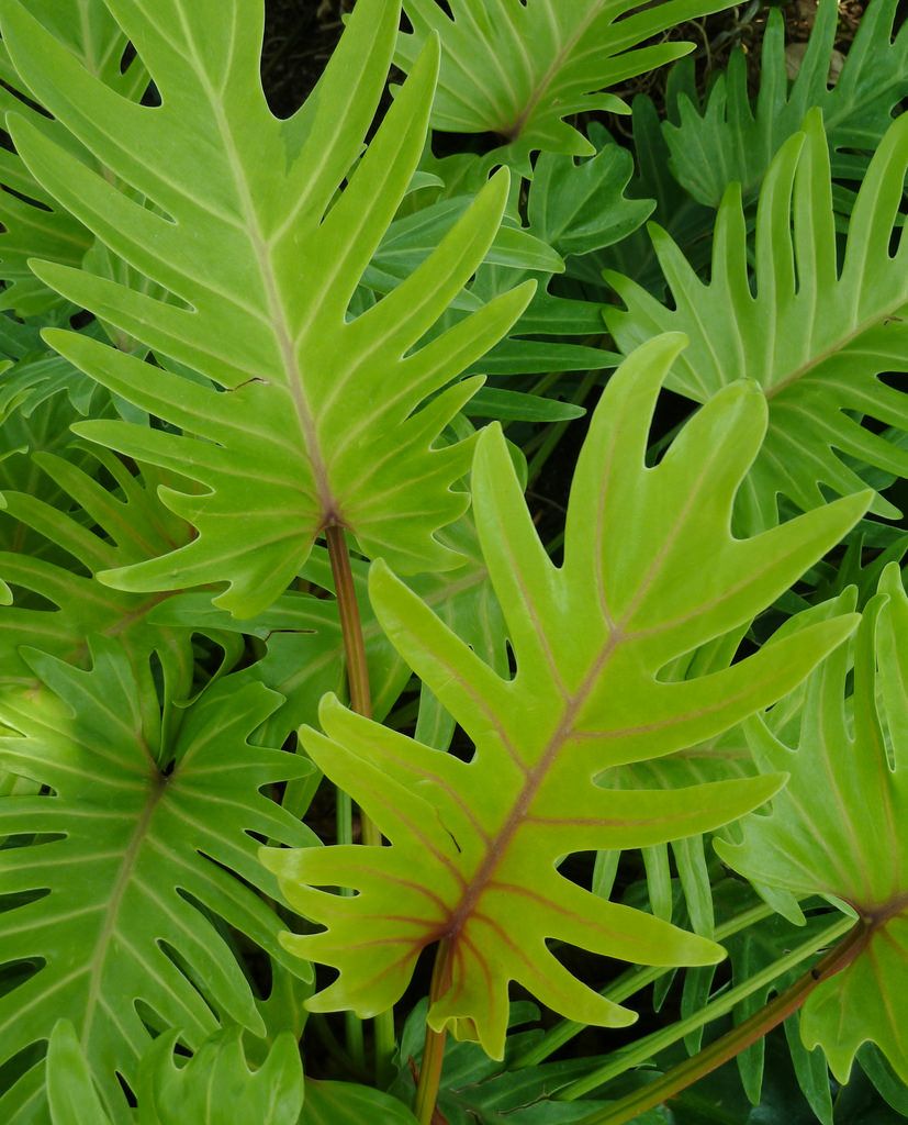 philodendron golden xanadu Philodendron xanadu Gold