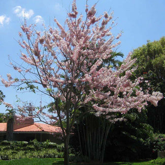 Horse Cassia Pink - Big Size Plants