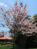 Horse Cassia Pink - Big Size Plants