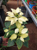 Poinsettia yellow - Indoor Flowering Plants