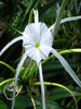 Spider Lily/Beach Spider Lily - Flowering Plants