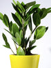 Zamioculcas zamifolia/ZZ Plant - Indoor Plants